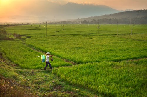 A Farmer Walking on a Cropland in the Evening 