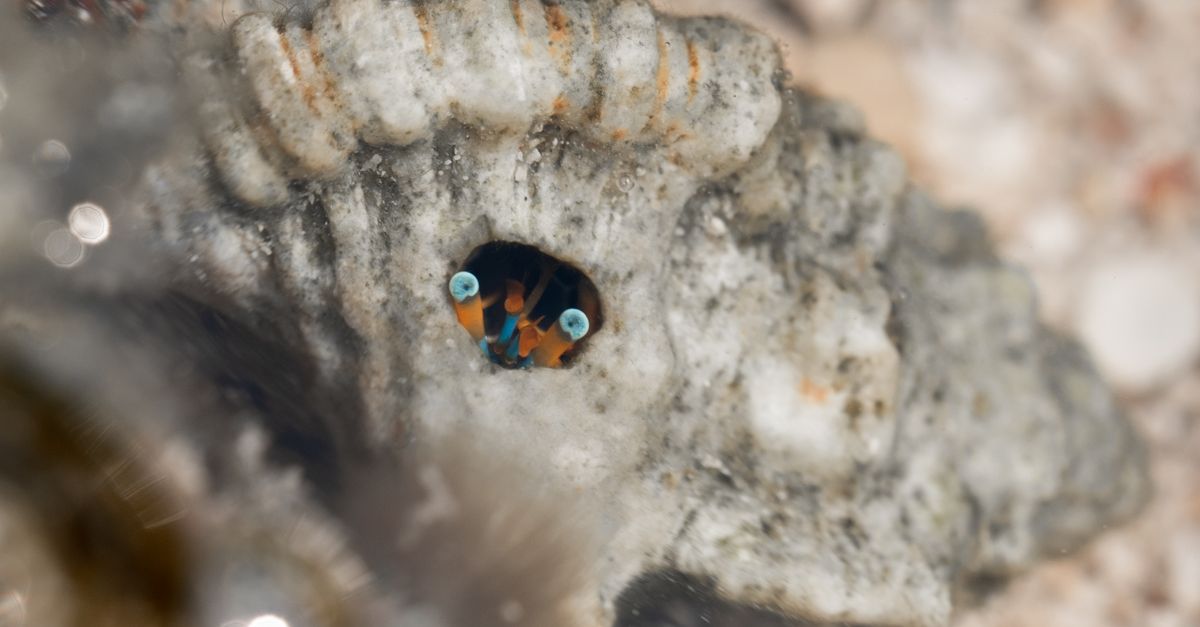 Photo of Vanuatu
