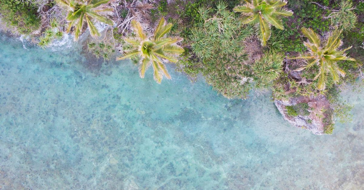Stunning aerial view of lush palm trees and clear blue waters along Vanuatu's coastline.