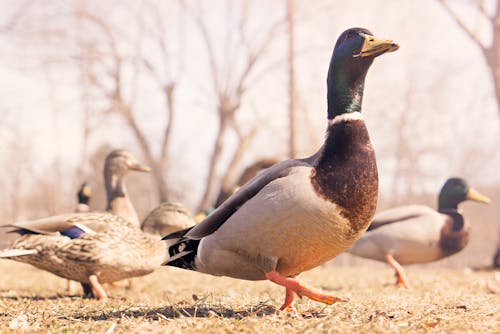 Gray Mallard Ducks