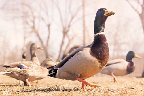 Kostenloses Stock Foto zu enten, erpel, tiere