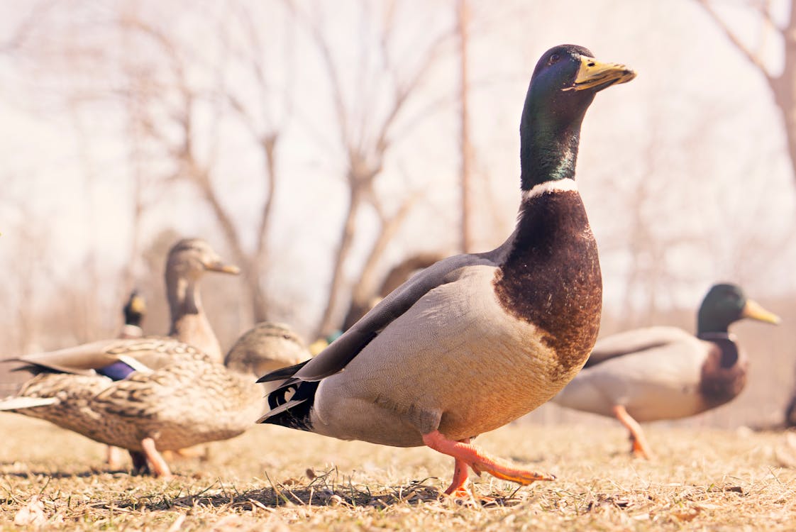 Free Gray Mallard Ducks Stock Photo