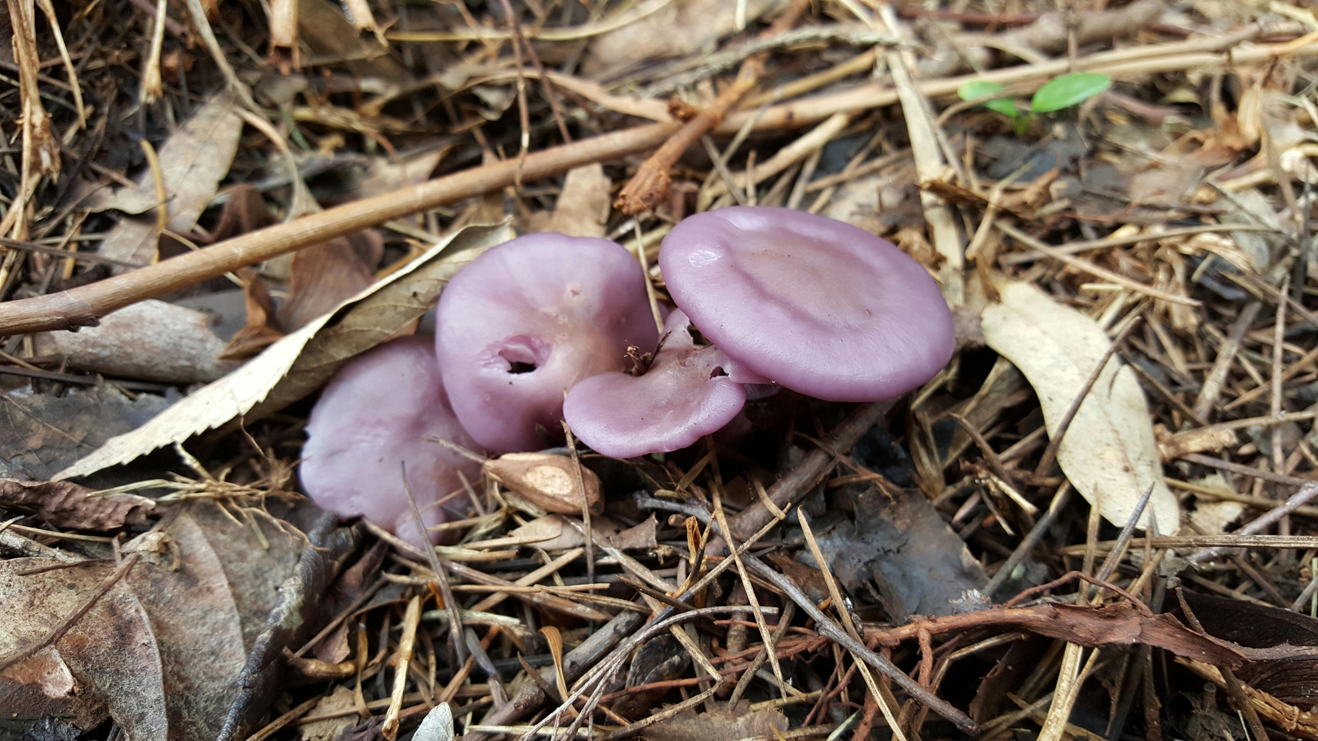 Kostenloses Foto zum Thema: nahaufnahme, pilz