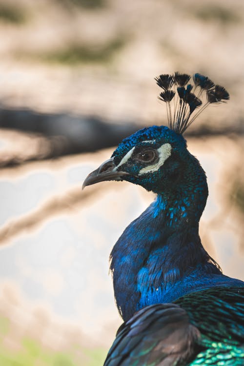 Imagine de stoc gratuită din aviar, fotografie de animale, păun