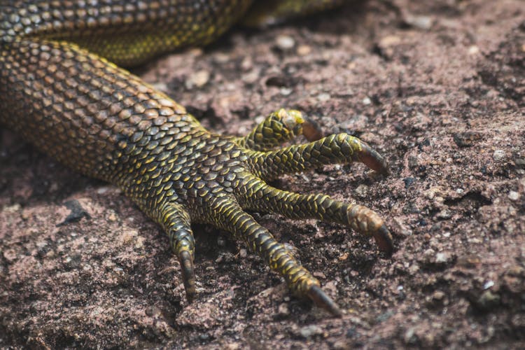 Foot Of Lizard In Close Up Photography