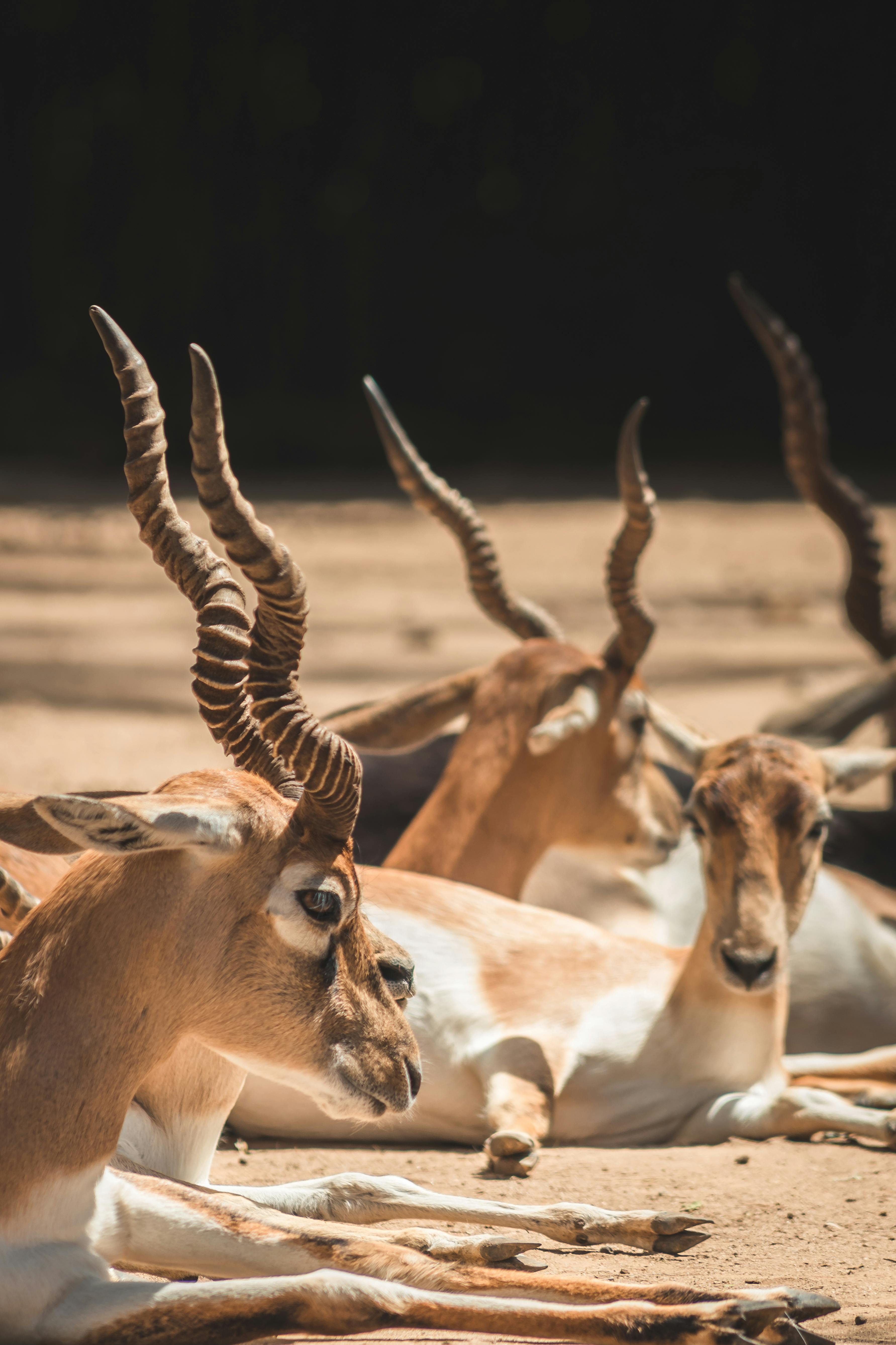 Gratuit Photos gratuites de aepyceros melampus, amérique du nord, animal Photos
