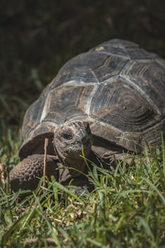 A detailed image of a tortoise enjoying fresh grass outdoors.