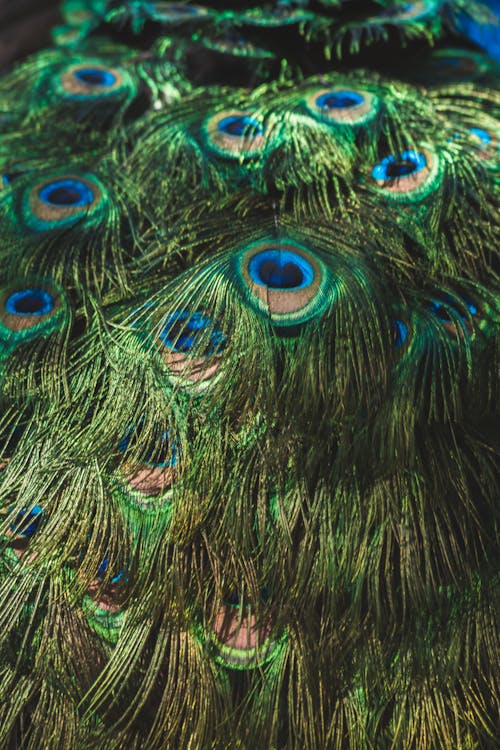 Close Up Photo of Peacock Feathers