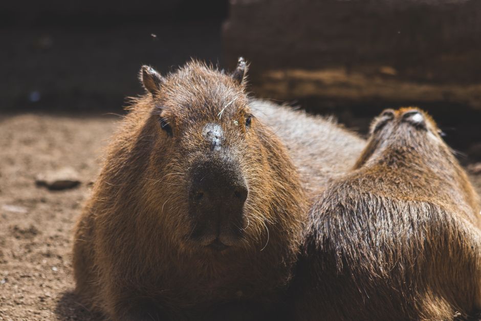 Relaxed capybara resting outdoors in natural sunlight, close-up view.