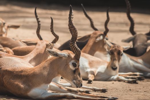 A group of antelopes resting together on a sunny day in their natural habitat.