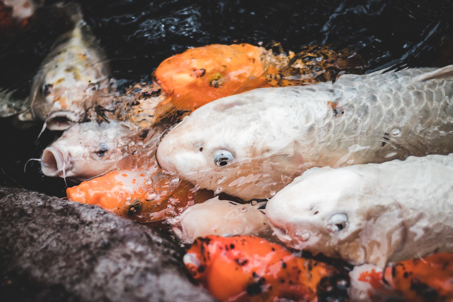 Close-up view of colorful koi fish swimming and interacting in a serene pond setting.