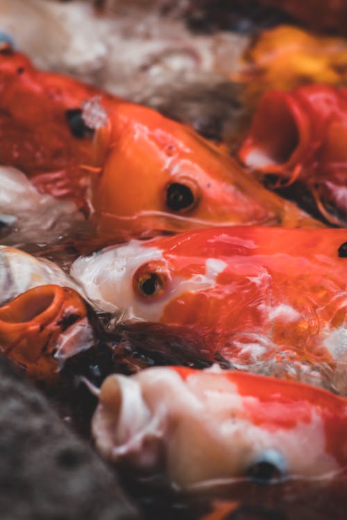 Free Close Up Photo of Koi Fishes Underwater Stock Photo