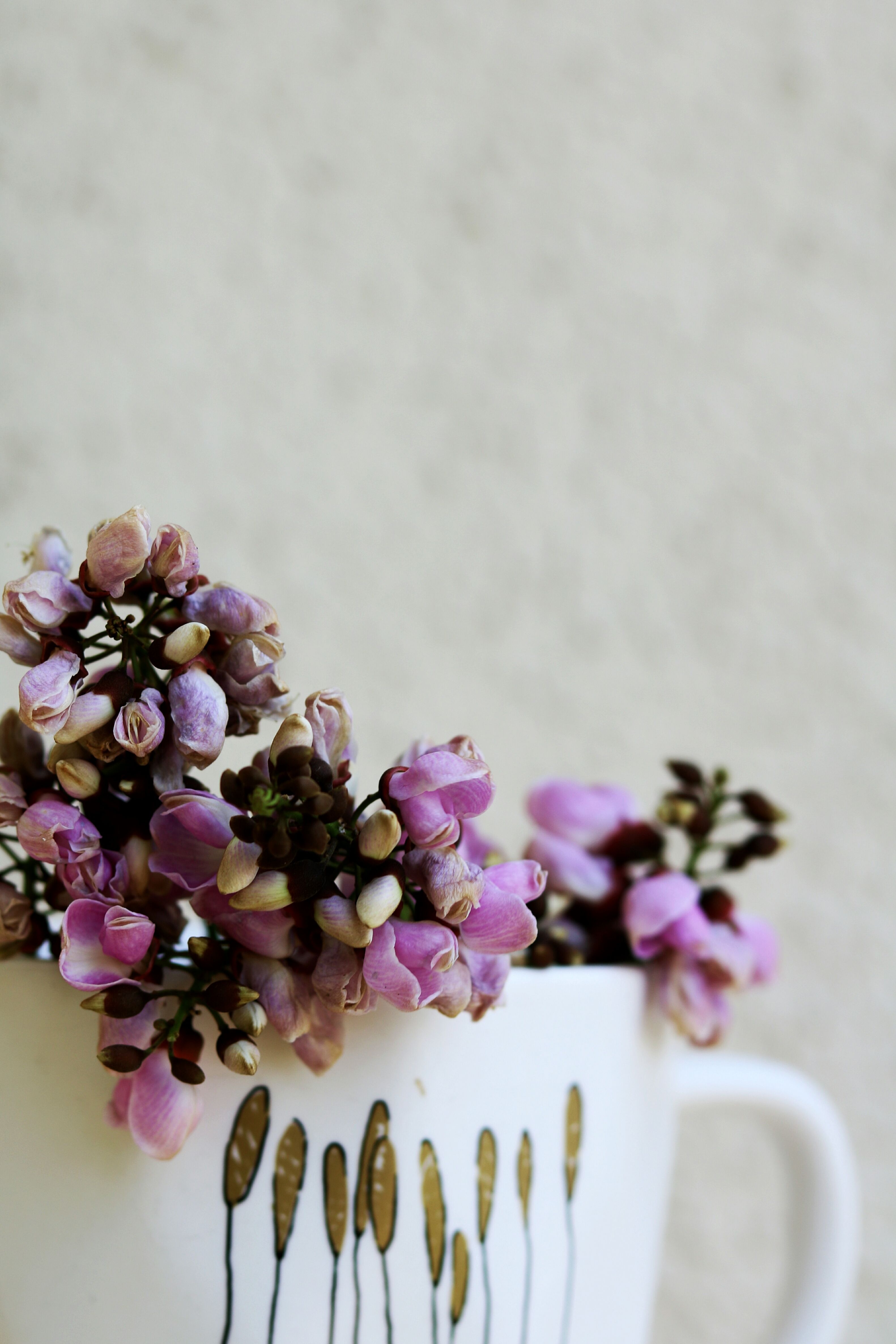 Potted plant with gentle bright blooming flowers placed in cozy home against white wall