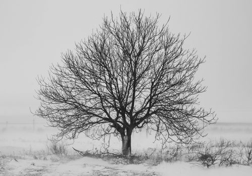 Free A solitary bare tree stands in a snow-covered field during a winter blizzard. Stock Photo