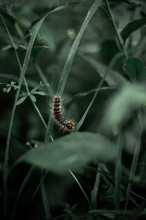 Catrepillar on Green Leaves