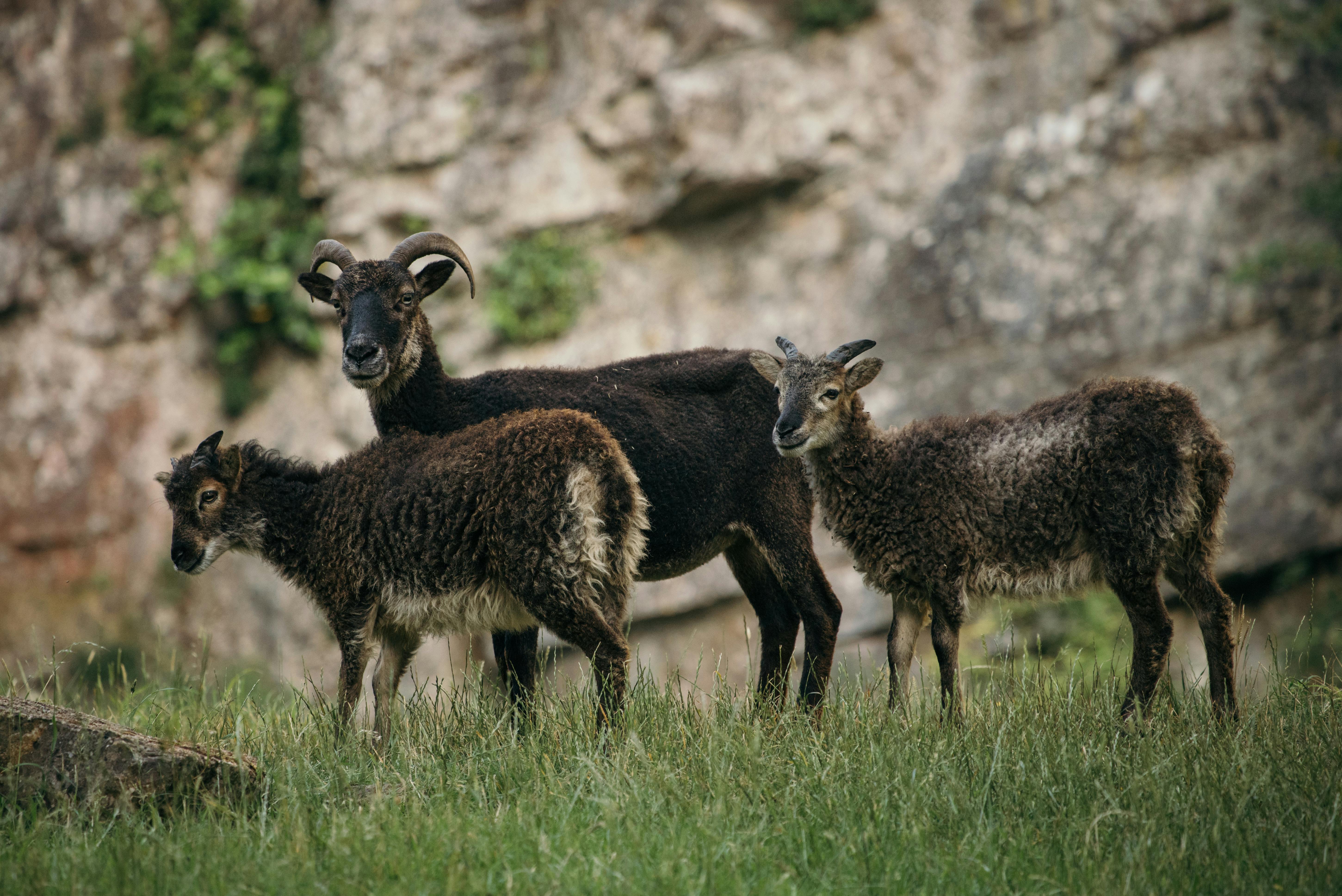 Wild goats on green grassy hillside near mountain ridge during day in sunny weather