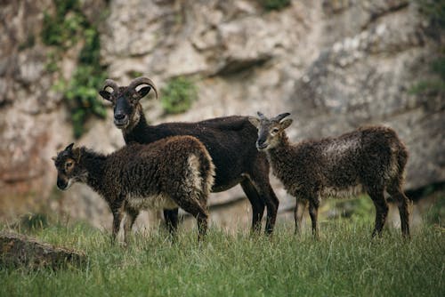 Herd of goats grazing on green meadow
