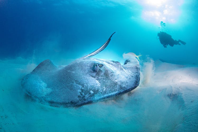 Big Stingray Underwater