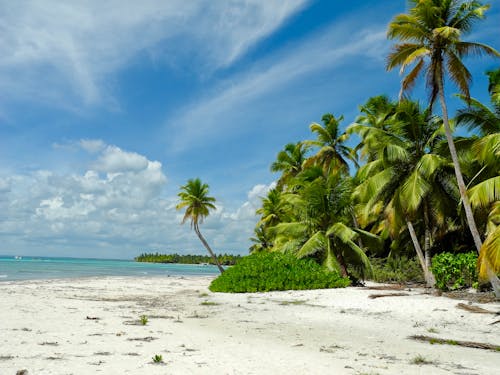 Fotos de stock gratuitas de arena de playa, cielo azul, Cocoteros