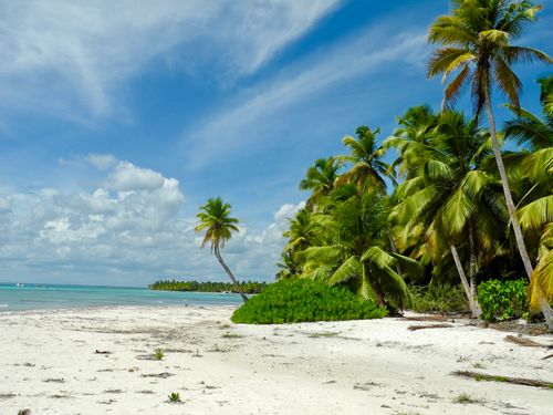 Free Serene tropical beach with lush palm trees under a bright blue sky, perfect summer escape. Stock Photo