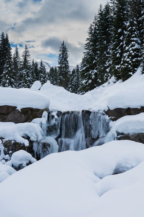 Snow Covered Pine Trees and Rocks