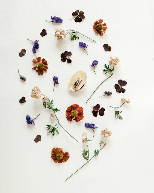 Top view of small delicate dry flowers on long thin stems with dark green leaves arranged on white background