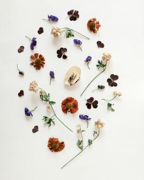 俯视图：白色背景上，深绿色叶子环绕着细长茎上的精致干花