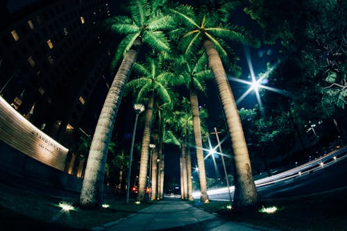 Green Palm Trees on Road during Nighttime