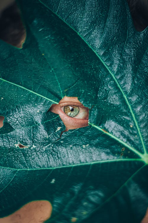 Closeup of textured green large leaf of plant surrounding human eye looking at camera