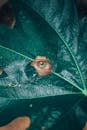 Closeup of textured green large leaf of plant surrounding human eye looking at camera