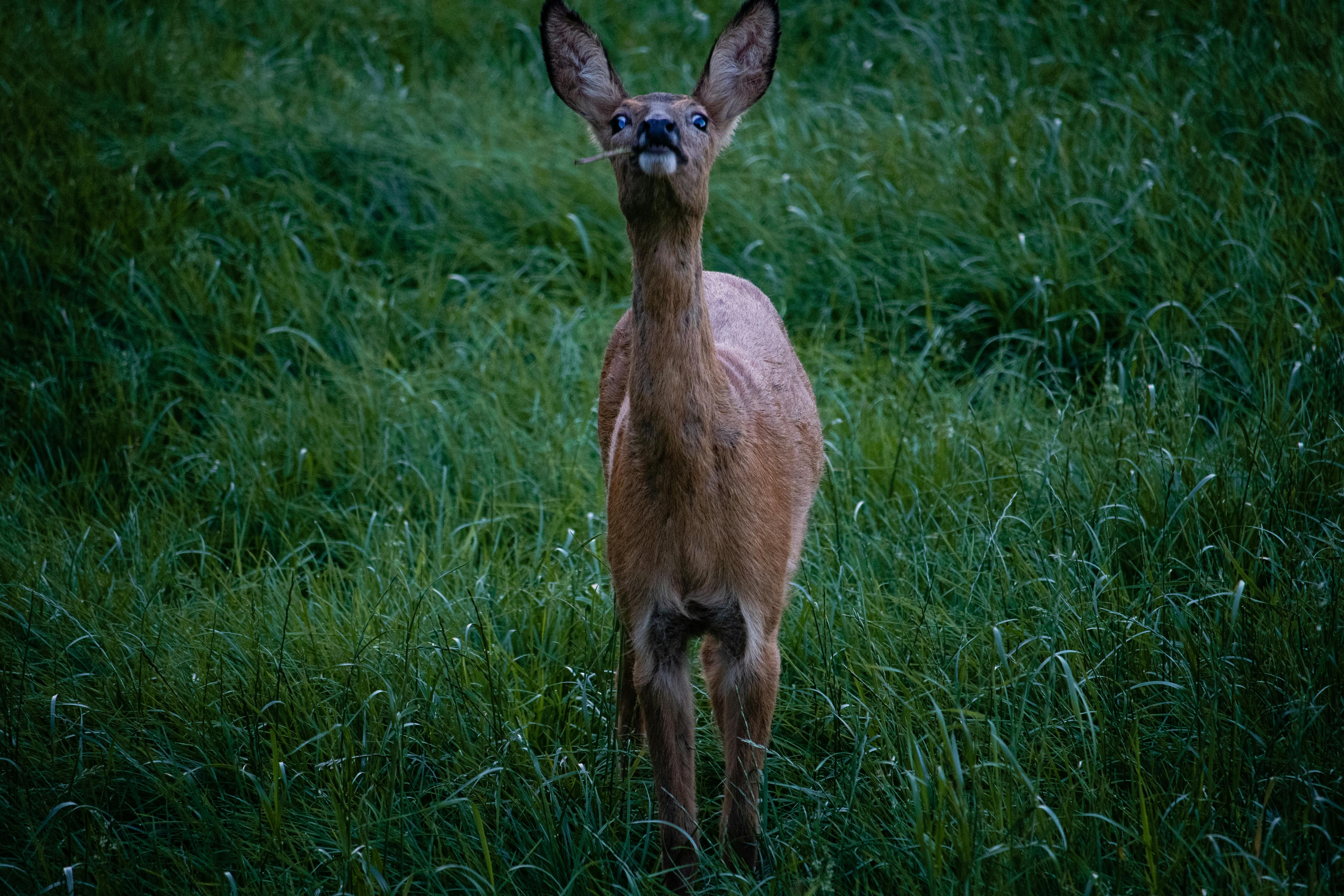grátis Foto profissional grátis de adular, animais, animais selvagens Foto profissional