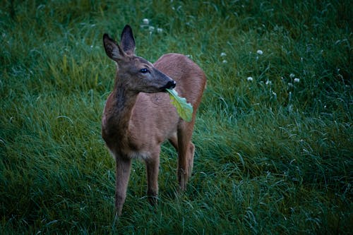 Brown Deer on Green Grass