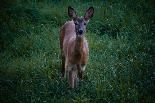 Brown Deer on Green Grass 