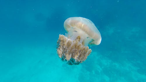 Free Beige Jellyfish Stock Photo
