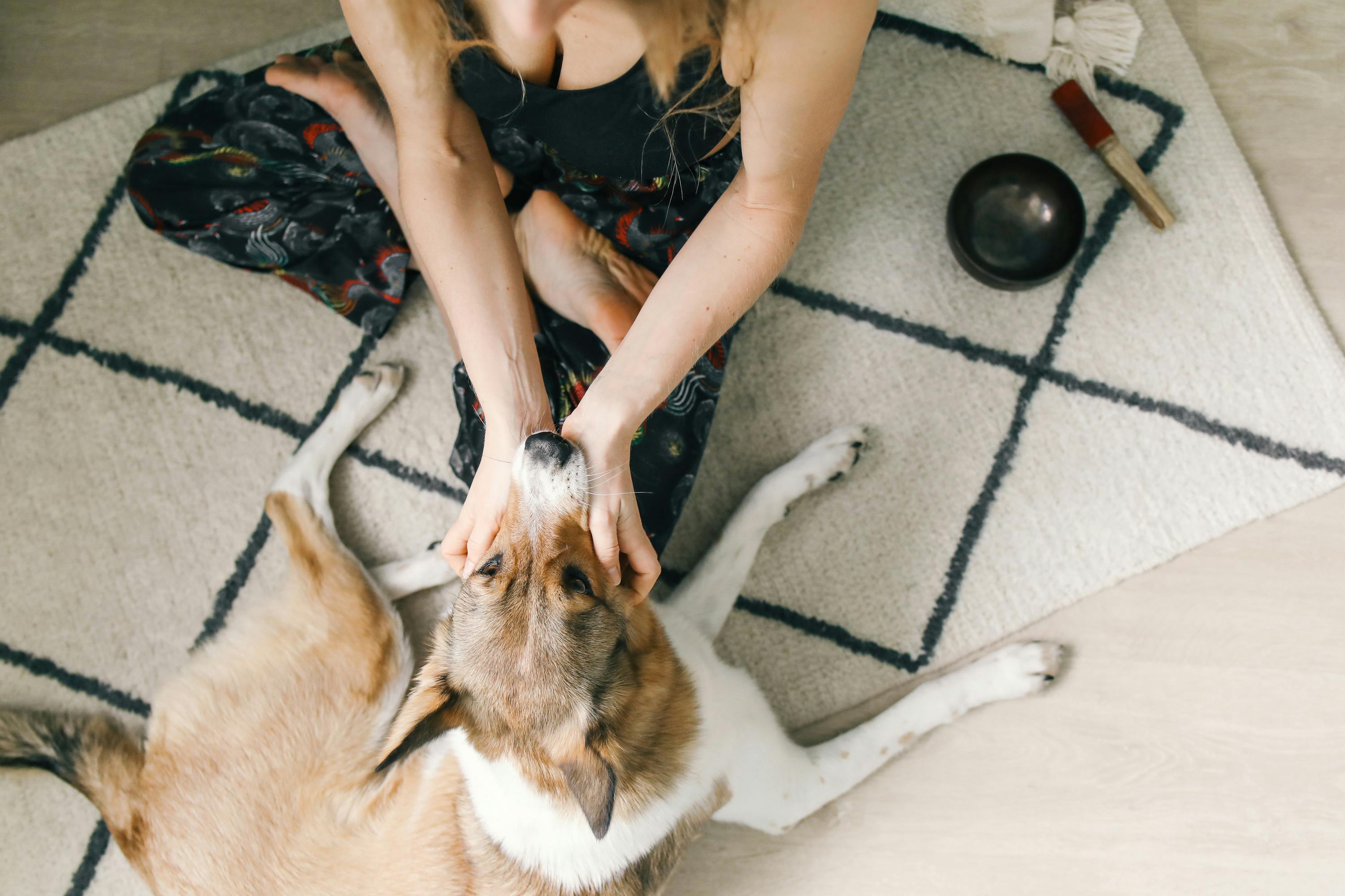 Photo of Woman Petting a Dog