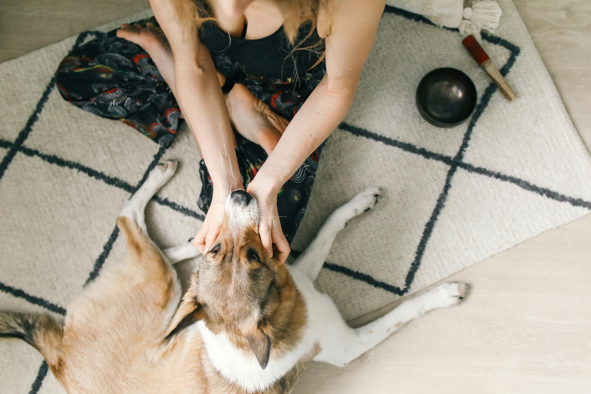 Photo of Woman Petting a Dog