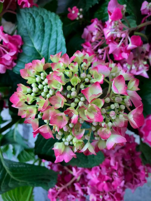 Free stock photo of beauty, colours, flowers Stock Photo