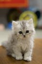 White and Gray Long Fur Kitten