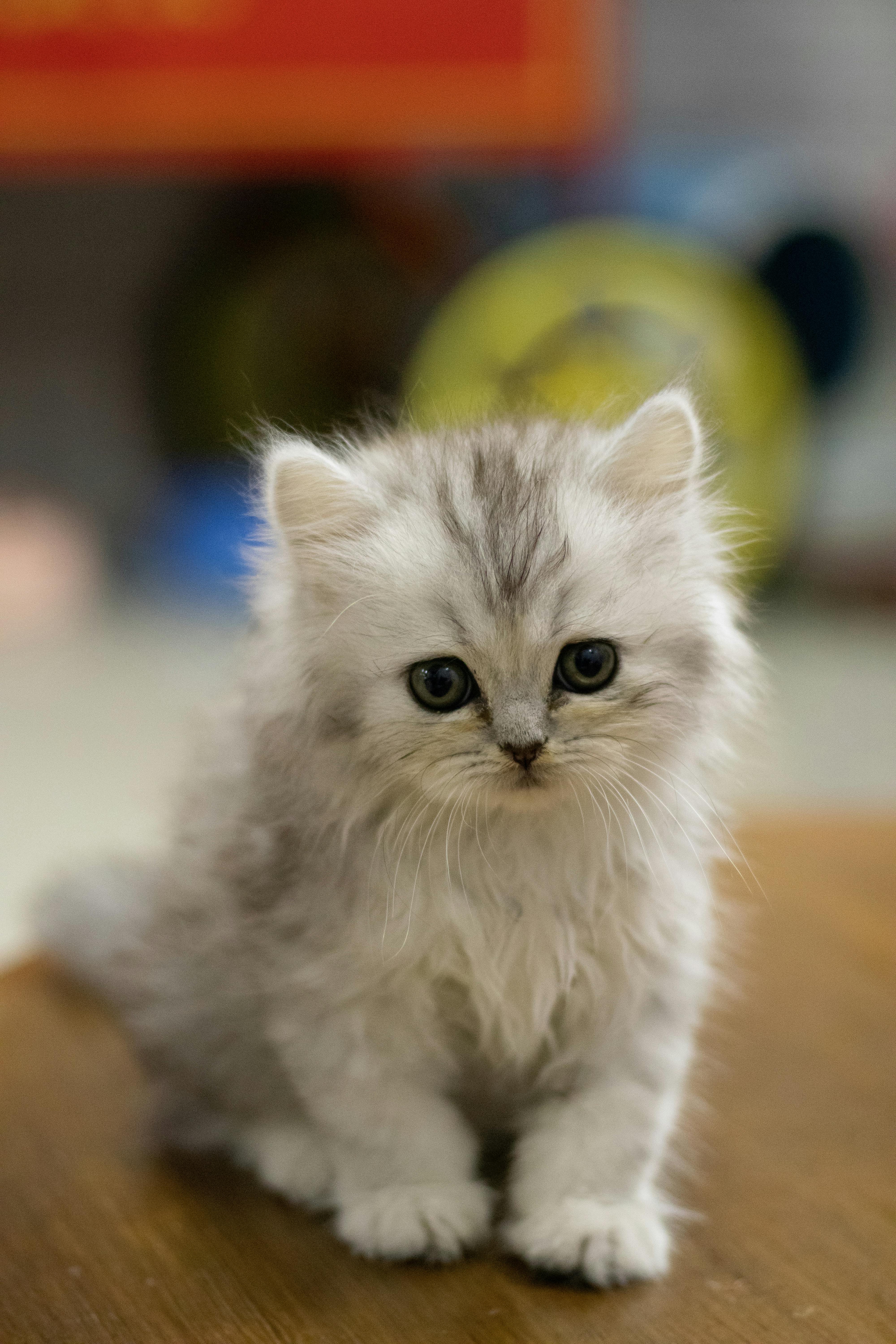 White Fluffy Kittens For Free / Home Kitten Korner Rescue Inc Owner