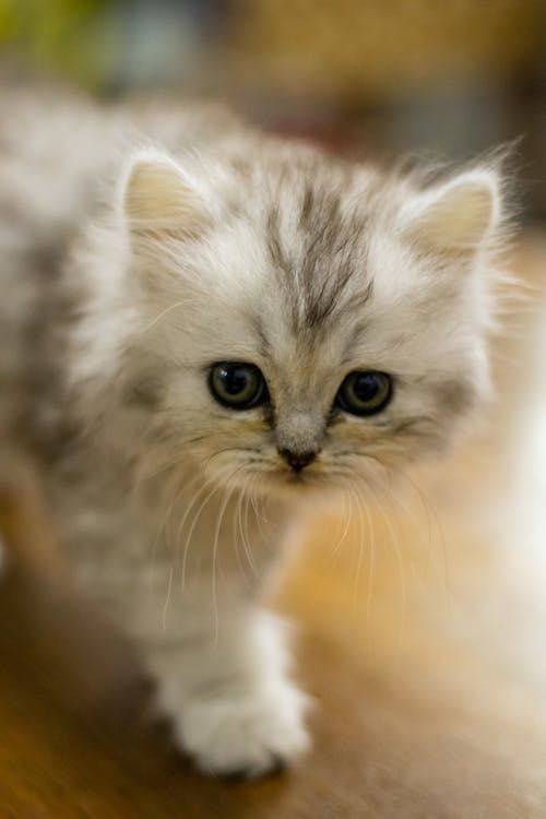 Free Close-Up Photo of Kitten Stock Photo