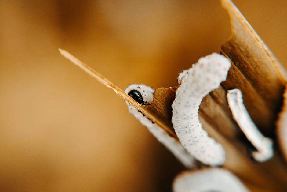 Macro shot of a caterpillar crawling on a brown leaf in selective focus.