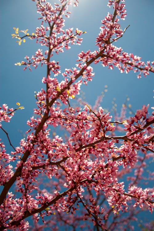 Gratis Fotos de stock gratuitas de árbol floreciente, cerezos en flor, color Foto de stock