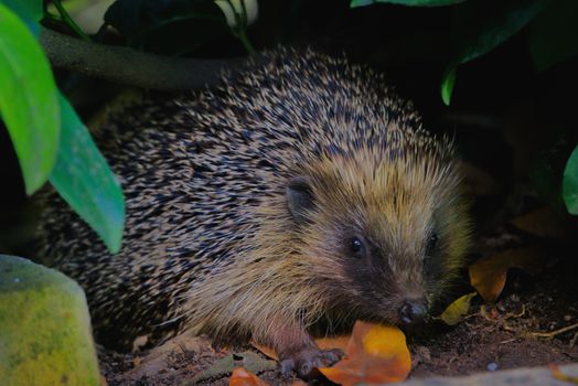 hedgehog photo