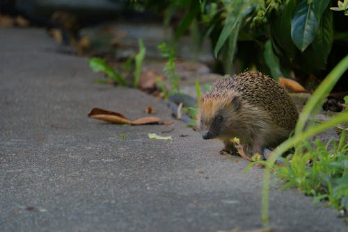 Gratis stockfoto met aarde, asfalt, beest