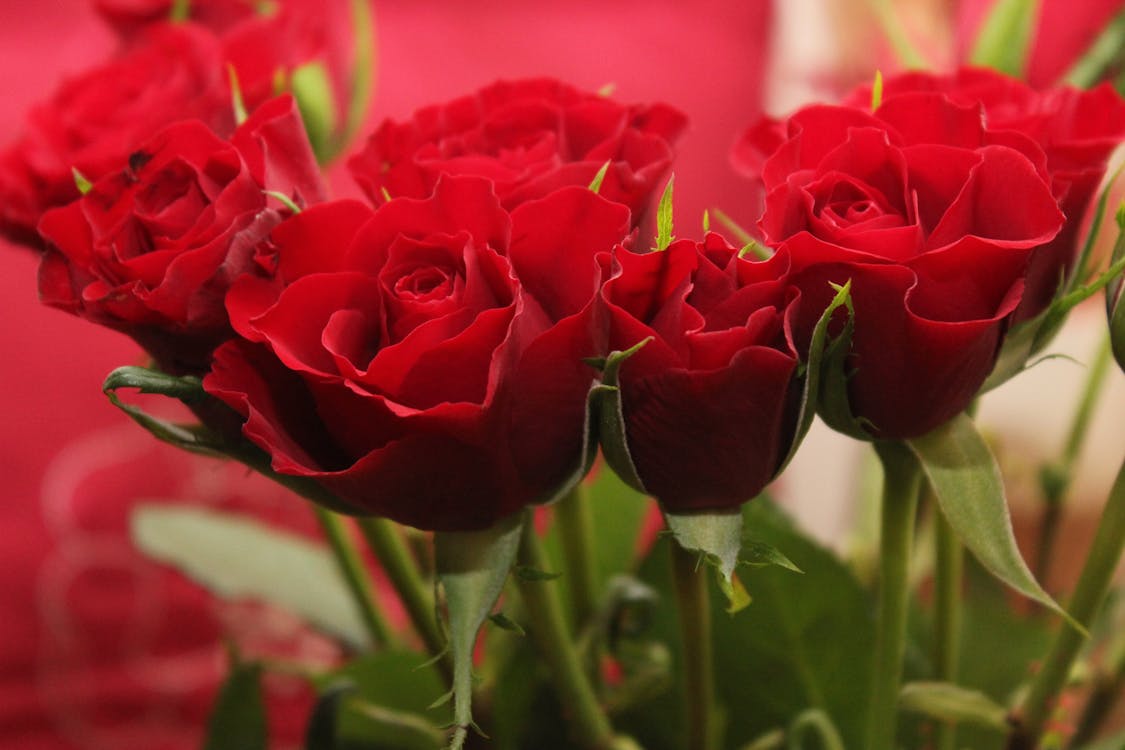 Kostenlos Rote Rosenblüten In Voller Blüte Stock-Foto
