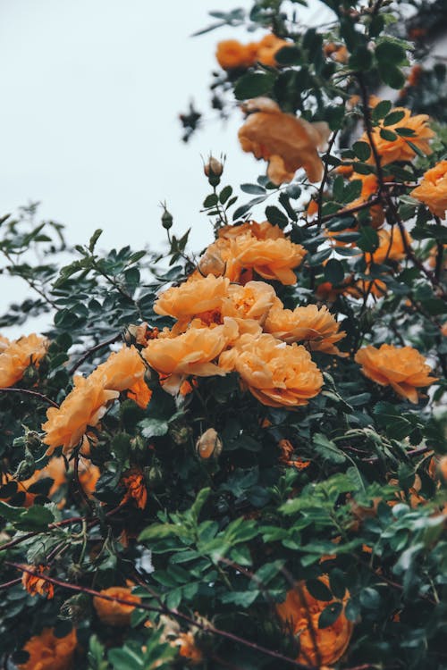 Blooming rose tree in summer garden