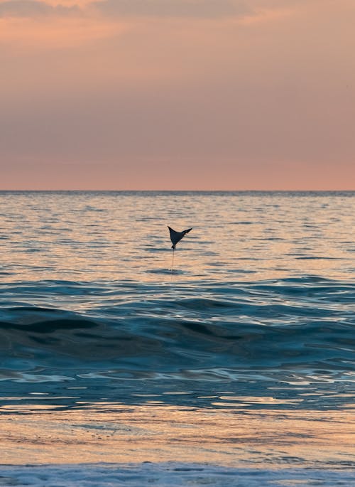 Manta Ray Jumping in Sea