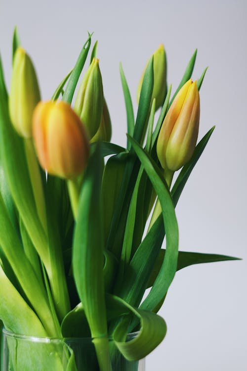Free Yellow Tulips in Close Up Photography Stock Photo