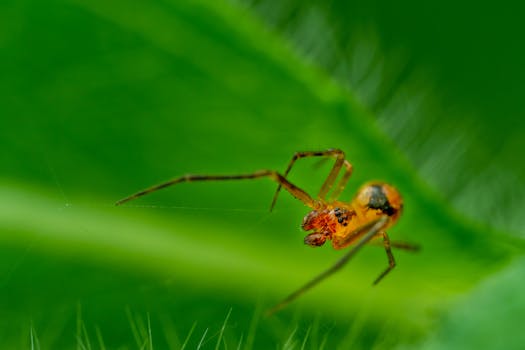 Detailed macro photography of a colorful spider on a vibrant green leaf, showcasing intricate details.