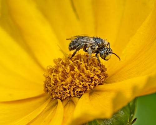 Foto profissional grátis de abelha, animal, artrópode